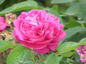 Rose, aromaterapi, æteriske olier, duftolier, damascena rose, damashena rose, blomster, pink rose